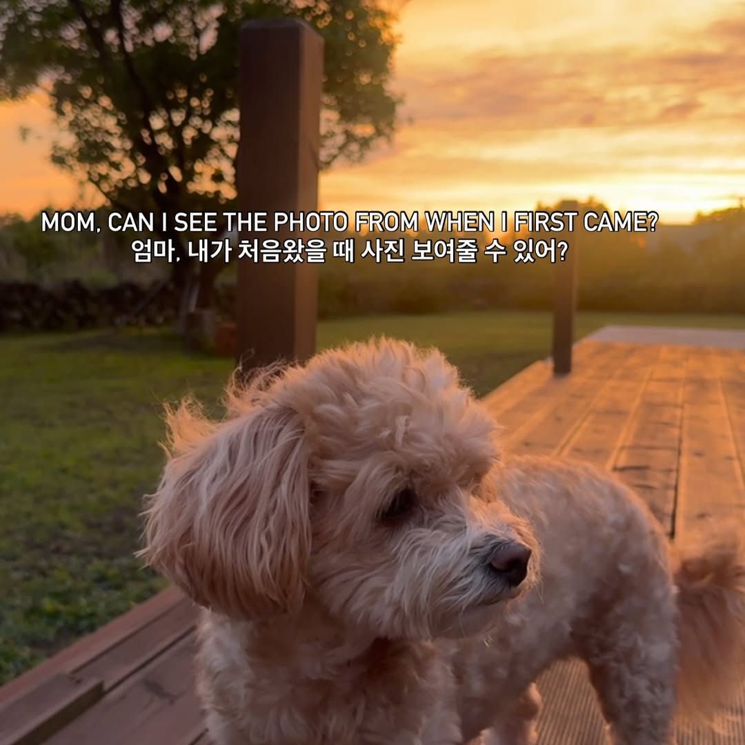 Ssoberry’s dog in the warm light of sunset